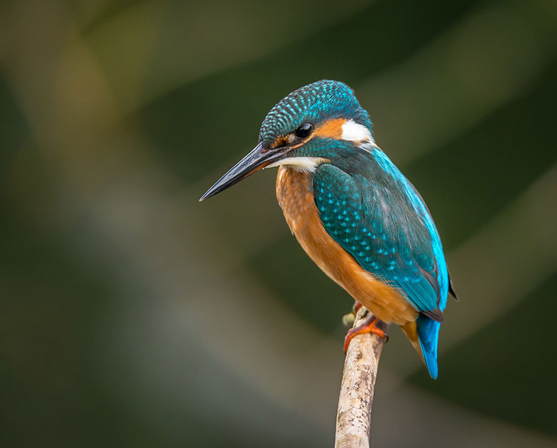 a hummingbird on a branch